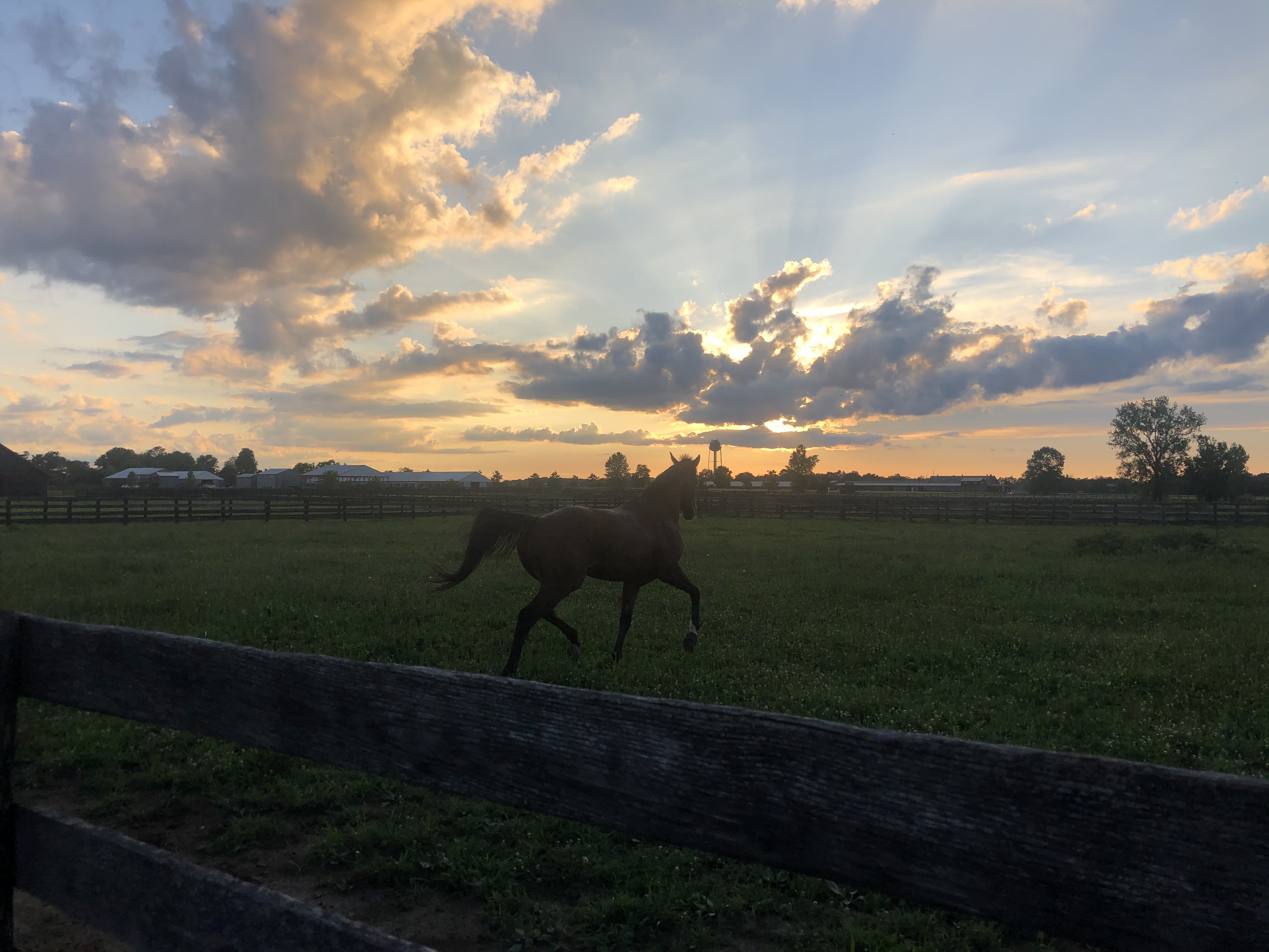 A horse at sunset at Blue Skies Horse Farm, Goshen, Kentucky